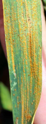 Stripe rust pustules on a winter wheat leaf is a symptom.