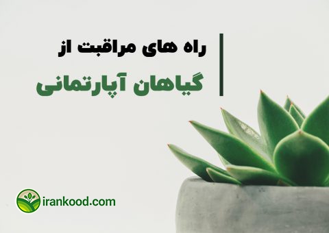راه های تقویت گیاهان آپارتمانی در ایران کود