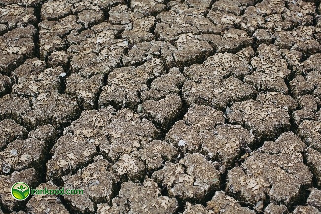تصویر زمین خشک شده در مقاله مقایسه اصلاح کننده خاک با کود شیمیایی.