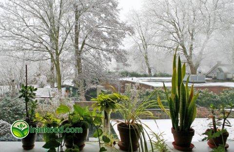 مراقبت از گیاهان داخل منزل در طول ماه های زمستان