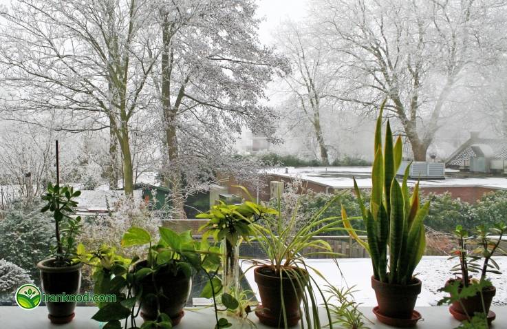 مراقبت از گیاهان داخل منزل در طول ماه های زمستان