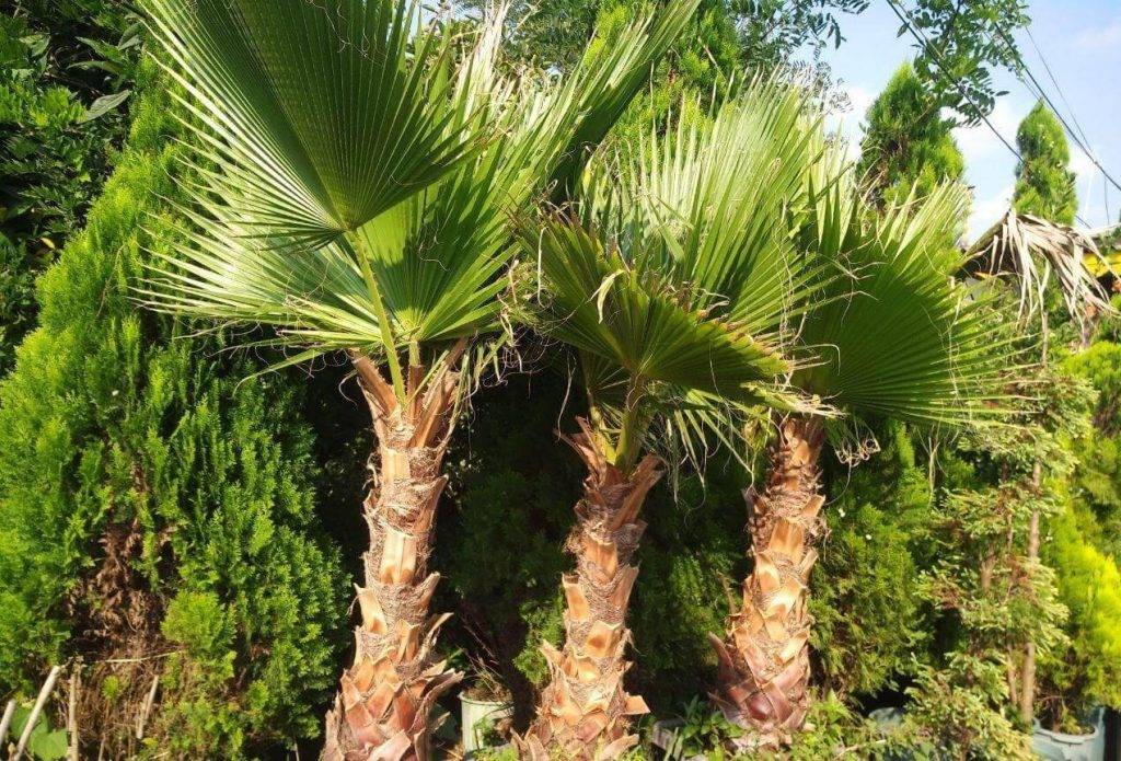 کود درخت پالم