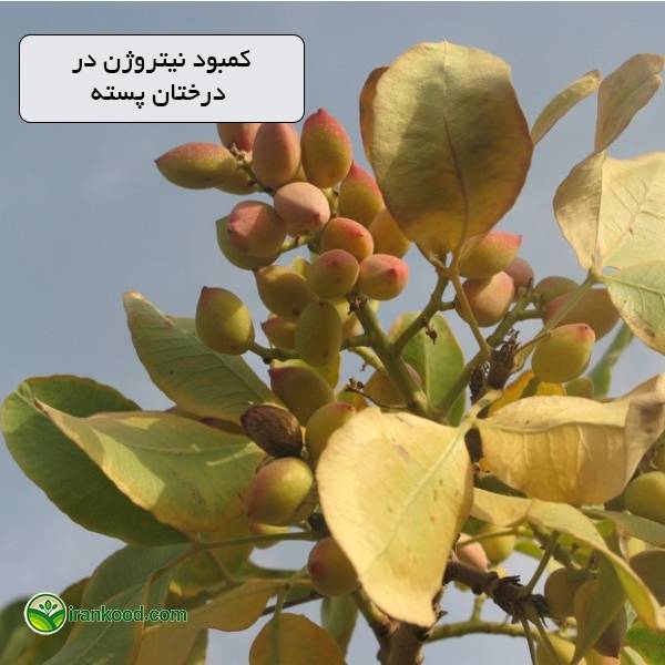 کمبود نیتروژن در درختان پسته ایران کود