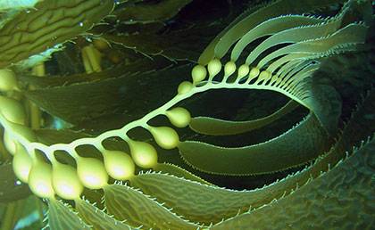 کود عصاره جلبک دریایی بعنوان یک محرک رشد باعث افزایش چشمگیر رشد گیاه می شود