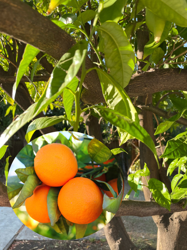 آبیاری درخت پرتقال